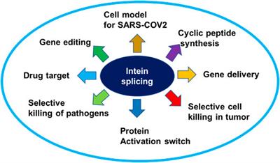 Inteins as Drug Targets and Therapeutic Tools